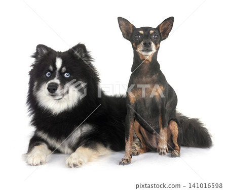 miniature pinscher and pomsky in studio miniature pinscher and pomsky in studio 141016598