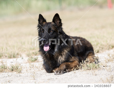 training of belgian shepherd training of belgian shepherd 141016607