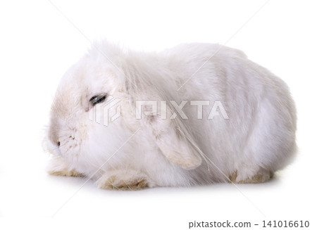 aries rabbit in studio 141016610