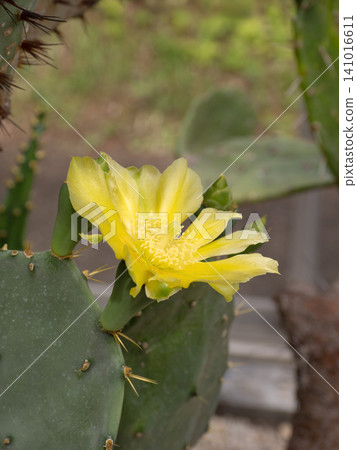 A prickly pear cactus with yellow flowers and strong spines. A prickly pear cactus with yellow flowers and strong spines. 141016611