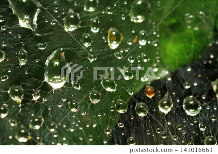 雨季,雨滴落在蜘蛛網上 雨季,雨滴落在蜘蛛網上 141016661
