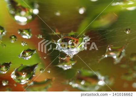 Rainy season, raindrops on a spiderweb Rainy season, raindrops on a spiderweb 141016662