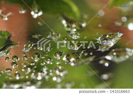 雨季，雨滴落在蜘蛛網上 141016663