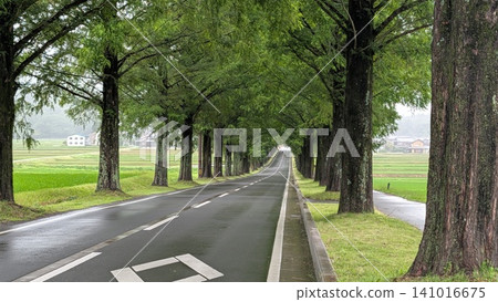 A beautiful row of metasequoia trees. 141016675