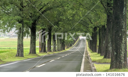 A beautiful row of metasequoia trees. A beautiful row of metasequoia trees. 141016676