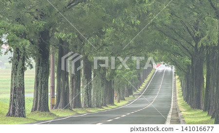 A beautiful row of metasequoia trees. A beautiful row of metasequoia trees. 141016677