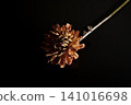 在黑色背景下格外醒目的花朵 01 141016698