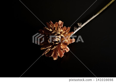 在黑色背景下格外醒目的花朵 01 在黑色背景下格外醒目的花朵 01 141016698