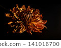 在黑色背景下格外醒目的花朵 03 141016700