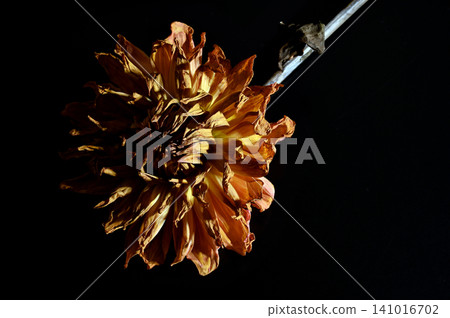 在黑色背景下格外醒目的花朵 05 141016702