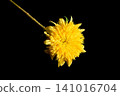 在黑色背景下格外醒目的花朵 07 141016704