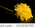 在黑色背景下格外醒目的花朵 08 141016705