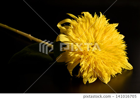 在黑色背景下格外醒目的花朵 08 141016705