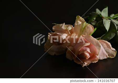 在黑色背景下格外醒目的花朵 09 在黑色背景下格外醒目的花朵 09 141016707