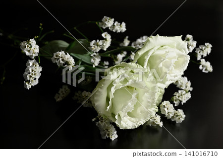 在黑色背景下格外醒目的花朵 11 在黑色背景下格外醒目的花朵 11 141016710