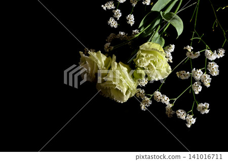 12朵花在黑色背景下格外醒目 12朵花在黑色背景下格外醒目 141016711