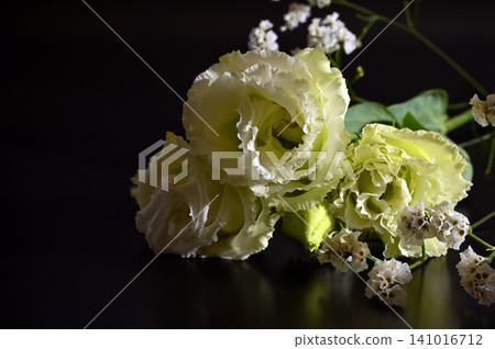 黑色背景上的花 1 黑色背景上的花 1 141016712