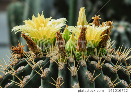 仙人掌花 仙人掌花 141016722