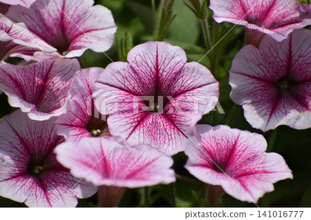 Pink color of Petunia Pink color of Petunia 141016777