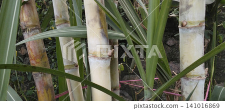 Sugarcane stalks in a tropical plantation with green foliage. Sugarcane stalks in a tropical plantation with green foliage. 141016869
