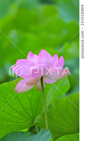 鎌倉鶴岡八幡宮源平池盛開的粉紅色蓮花:夏日美景。 鎌倉鶴岡八幡宮源平池盛開的粉紅色蓮花:夏日美景。 141016904
