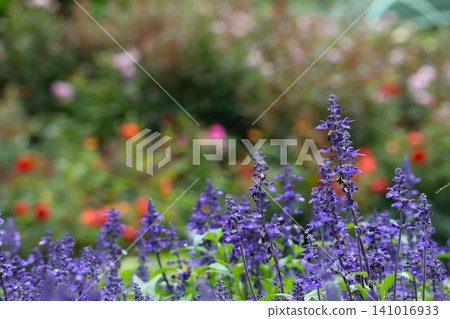 lavender lavender 141016933