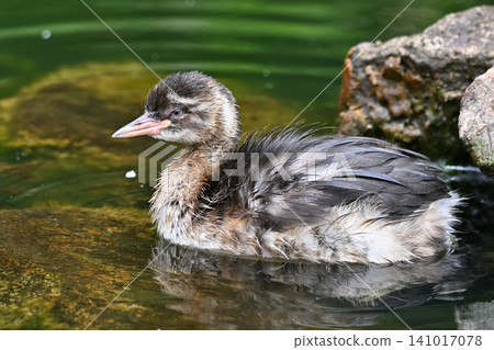 Kaizburi的幼鳥 Kaizburi的幼鳥 141017078