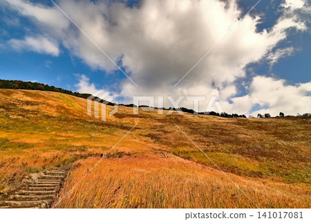 The golden pampas grass of Soni Plateau in late autumn is beautiful. The golden pampas grass of Soni Plateau in late autumn is beautiful. 141017081