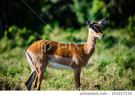 Kenya Photographers By Antony Trivet Photography Kenya Photographers By Antony Trivet Photography 141017150