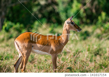 Kenya Photographers By Antony Trivet Photography 141017154