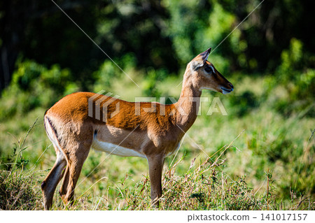 Kenya Photographers By Antony Trivet Photography Kenya Photographers By Antony Trivet Photography 141017157