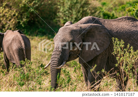 Kenya Photographers By Antony Trivet Photography Kenya Photographers By Antony Trivet Photography 141017187