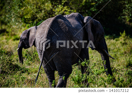 Kenya Photographers By Antony Trivet Photography Kenya Photographers By Antony Trivet Photography 141017212
