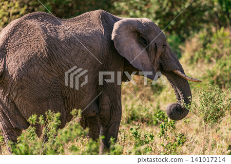 Kenya Photographers By Antony Trivet Photography Kenya Photographers By Antony Trivet Photography 141017214