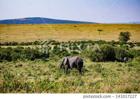 Kenya Photographers By Antony Trivet Photography Kenya Photographers By Antony Trivet Photography 141017227