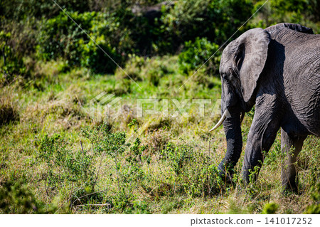 Kenya Photographers By Antony Trivet Photography 141017252