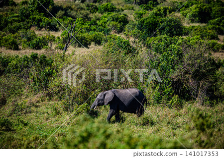 Kenya Photographers By Antony Trivet Photography 141017353