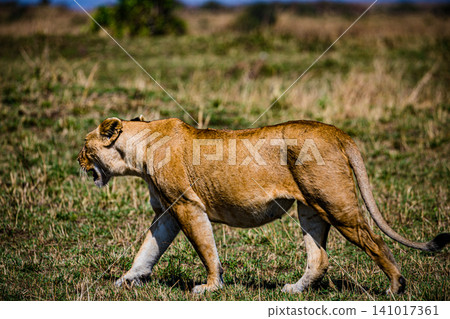 Kenya Photographers By Antony Trivet Photography Kenya Photographers By Antony Trivet Photography 141017361