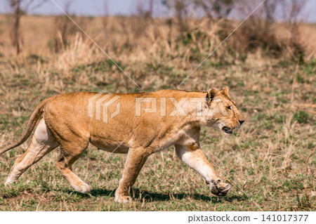 Kenya Photographers By Antony Trivet Photography Kenya Photographers By Antony Trivet Photography 141017377