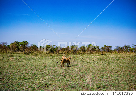 Kenya Photographers By Antony Trivet Photography 141017380