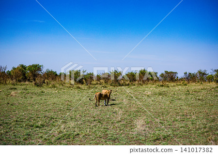 Kenya Photographers By Antony Trivet Photography Kenya Photographers By Antony Trivet Photography 141017382