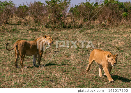 Kenya Photographers By Antony Trivet Photography Kenya Photographers By Antony Trivet Photography 141017390