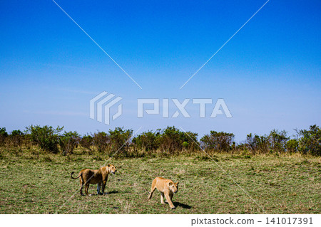 Kenya Photographers By Antony Trivet Photography Kenya Photographers By Antony Trivet Photography 141017391