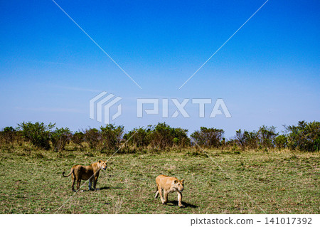 Kenya Photographers By Antony Trivet Photography Kenya Photographers By Antony Trivet Photography 141017392