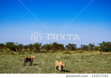 Kenya Photographers By Antony Trivet Photography Kenya Photographers By Antony Trivet Photography 141017393