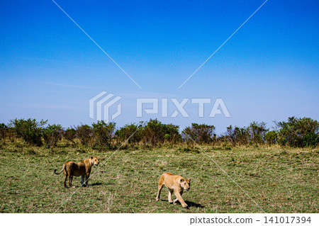 Kenya Photographers By Antony Trivet Photography Kenya Photographers By Antony Trivet Photography 141017394