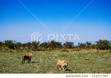Kenya Photographers By Antony Trivet Photography Kenya Photographers By Antony Trivet Photography 141017395