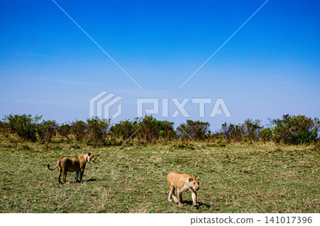 Kenya Photographers By Antony Trivet Photography Kenya Photographers By Antony Trivet Photography 141017396
