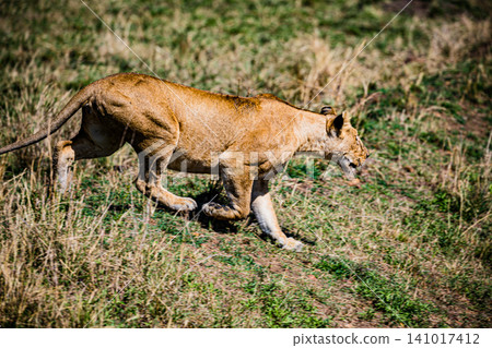 Kenya Photographers By Antony Trivet Photography Kenya Photographers By Antony Trivet Photography 141017412