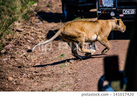 Kenya Photographers By Antony Trivet Photography Kenya Photographers By Antony Trivet Photography 141017420